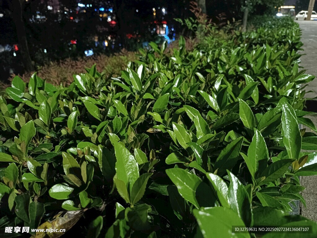 翠绿繁茂的绿植景观