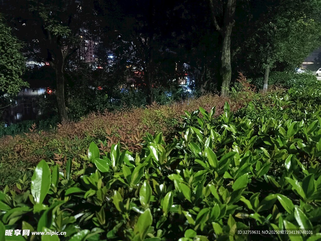 夜晚绿植景观