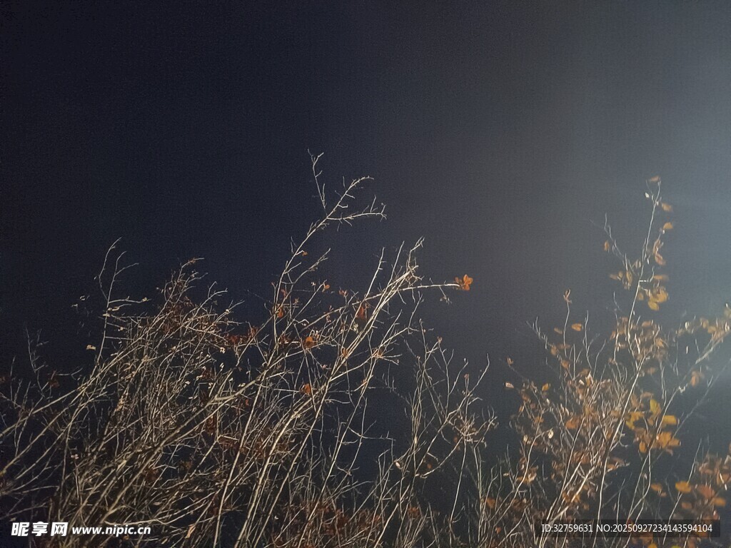 暗夜中的枯草丛生景象