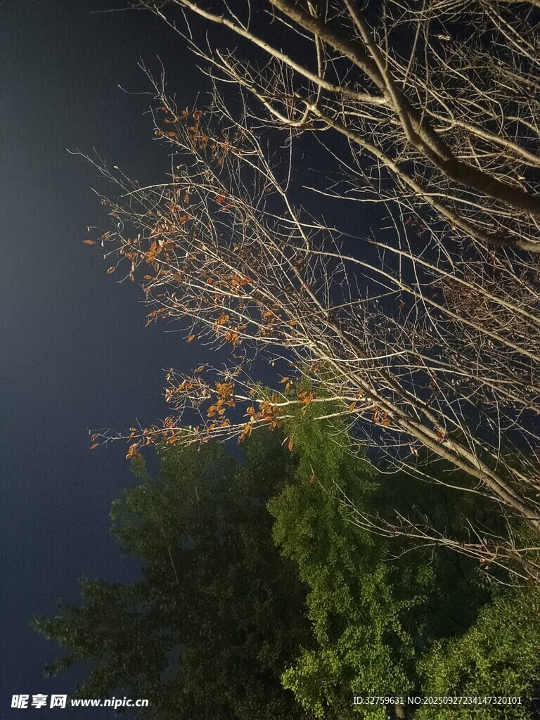 夜空下的枯树与绿树