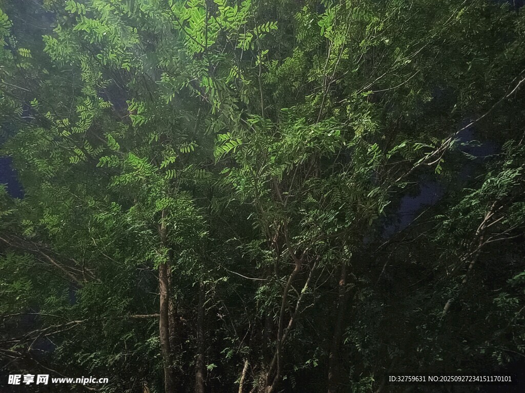 茂密绿意盎然的树林景观