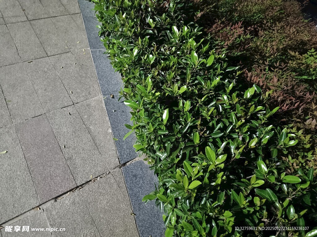 路边绿植景观