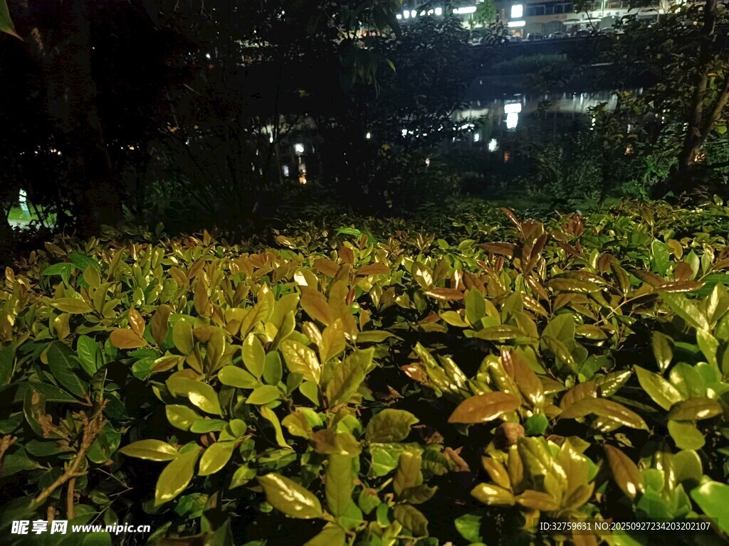 夜间绿植景观