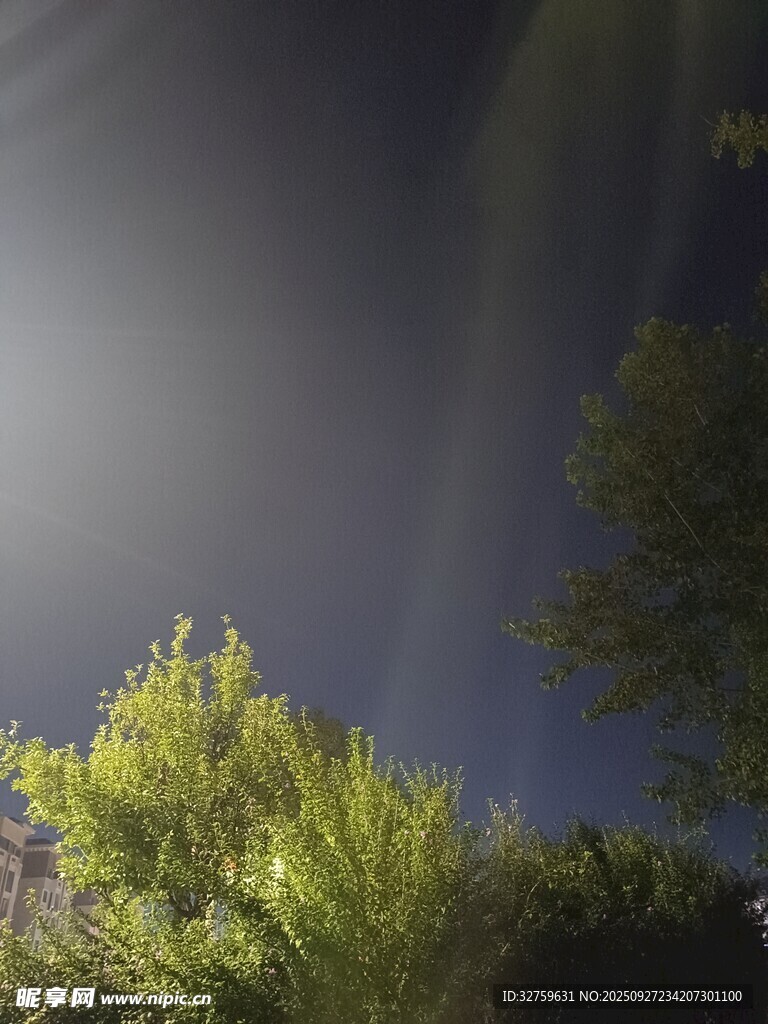 夜空下的葱郁树木