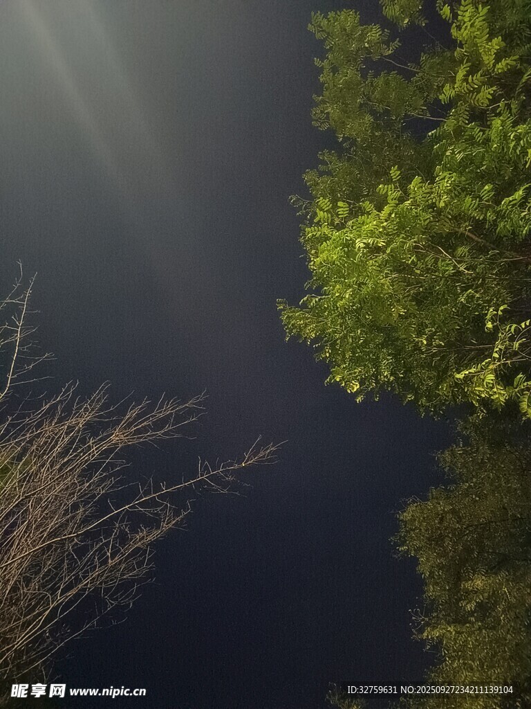 仰望夜空下的绿植