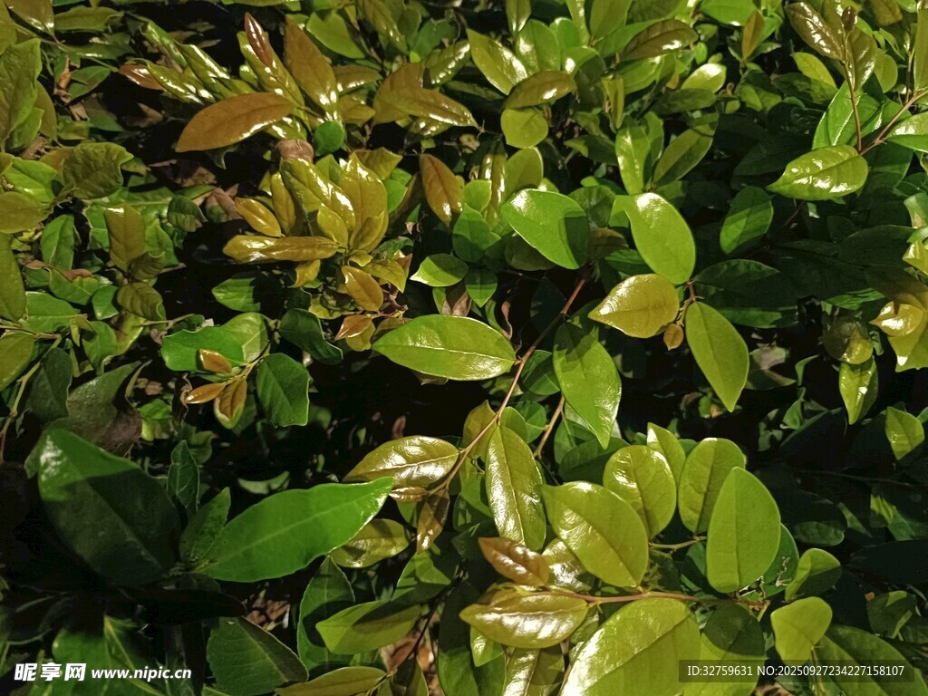 阳光下的翠绿植物