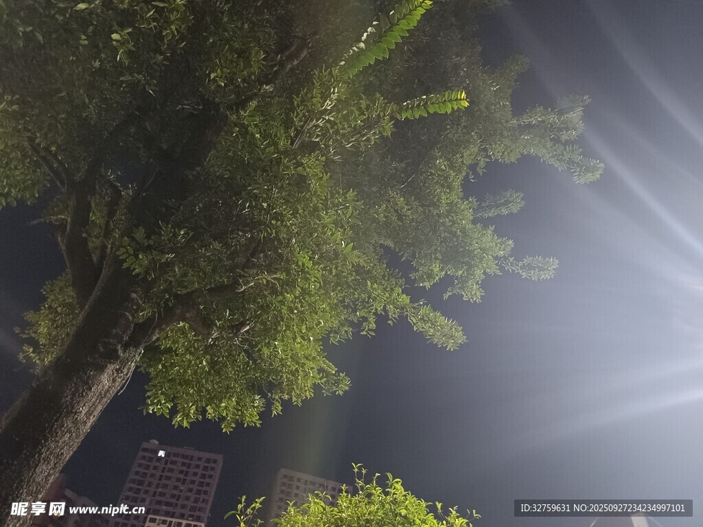 夜晚树下的光影景象