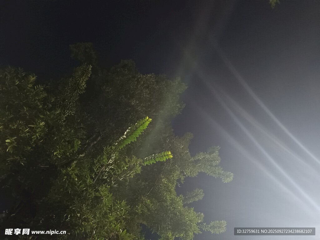 林间光束穿透绿植美景