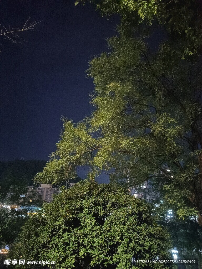 夜下葱郁树景