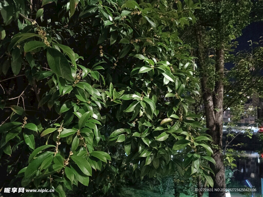 夜晚下的繁茂绿植景观