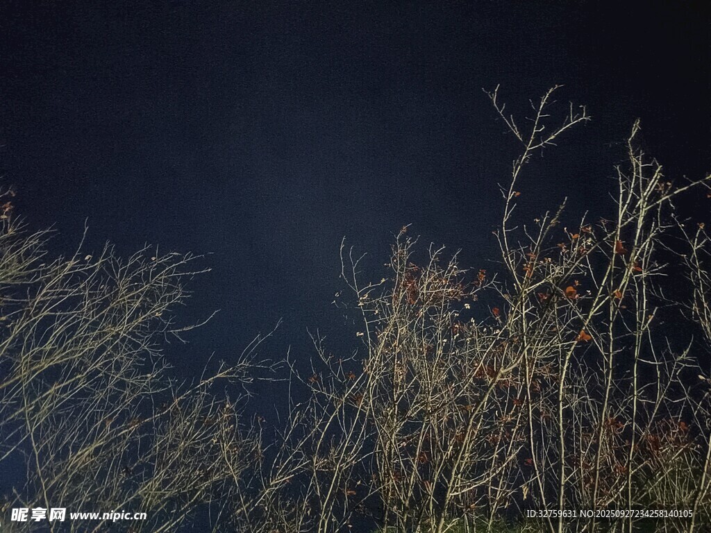 暗夜中的枯草丛生景象