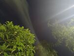 夜中绿植与神秘光线景观