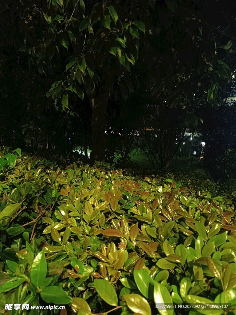 林间光影下的繁茂绿植