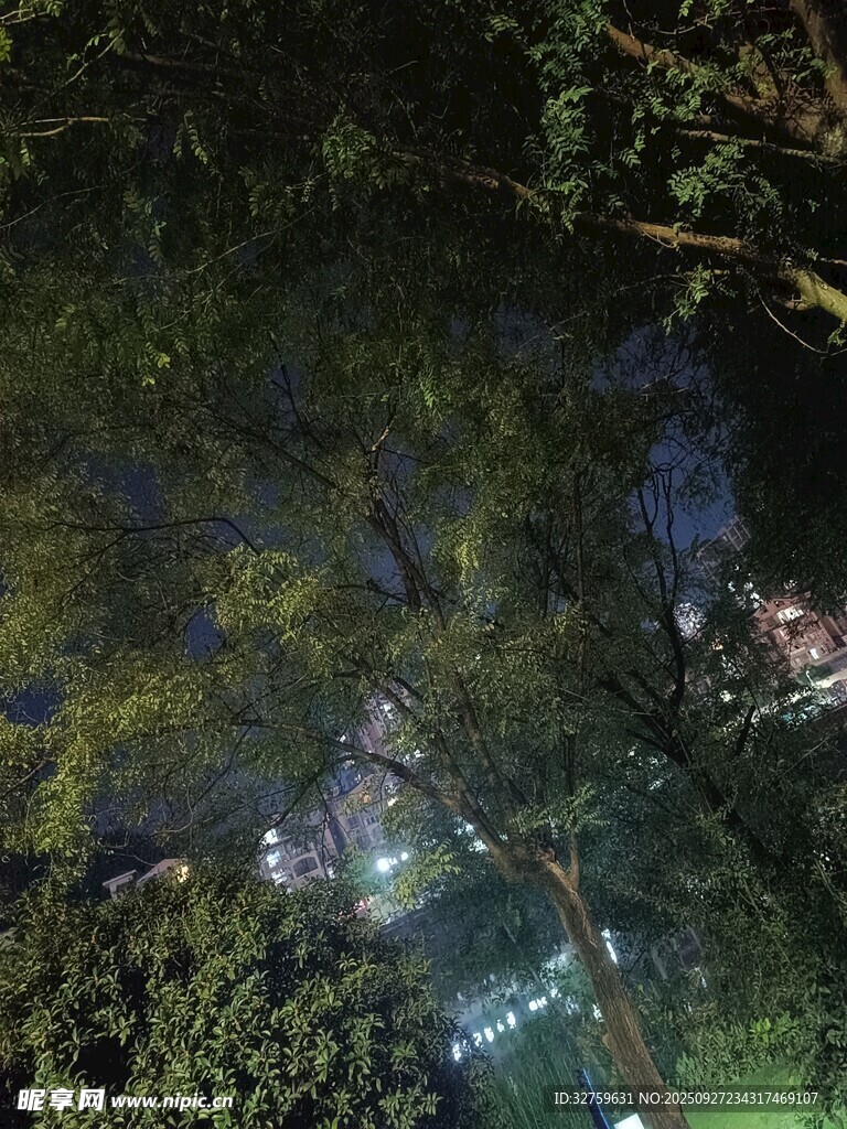 夜晚丛林中的微光景象