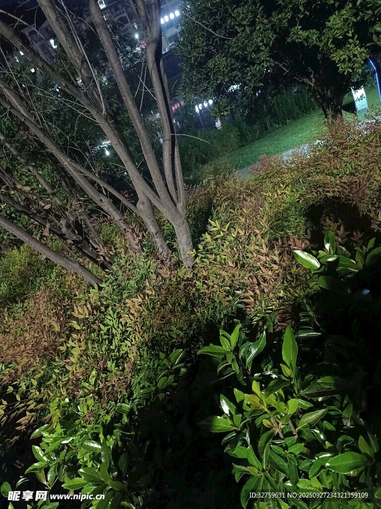 夜晚绿植景观