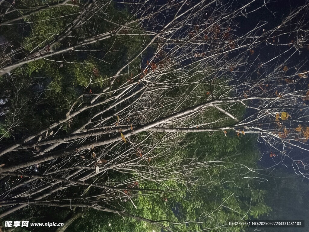 冬日枯树林景象
