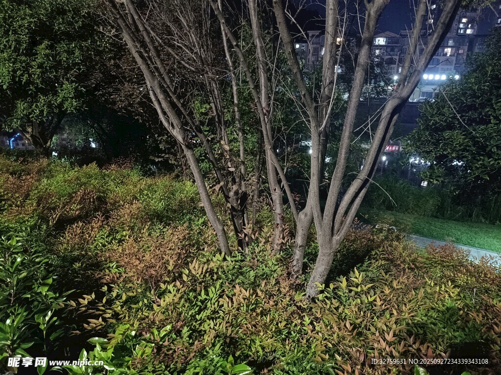 夜晚下的树木与周边植被