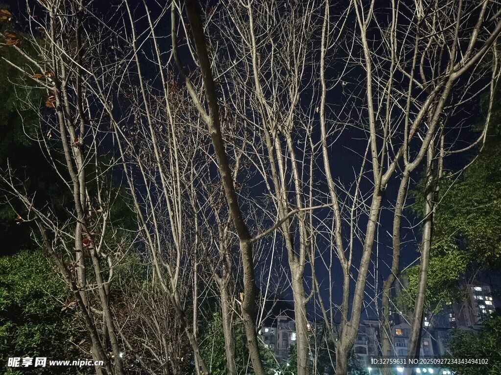 夜色中光秃树木与远处微光