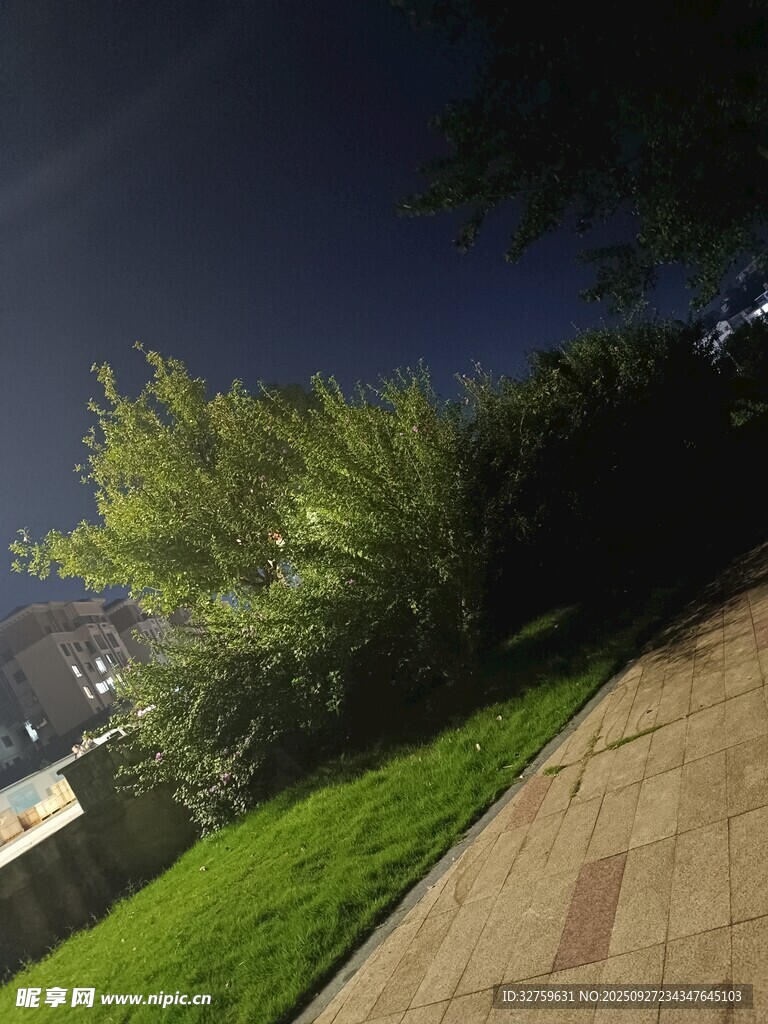 夜晚小径旁的绿植景观