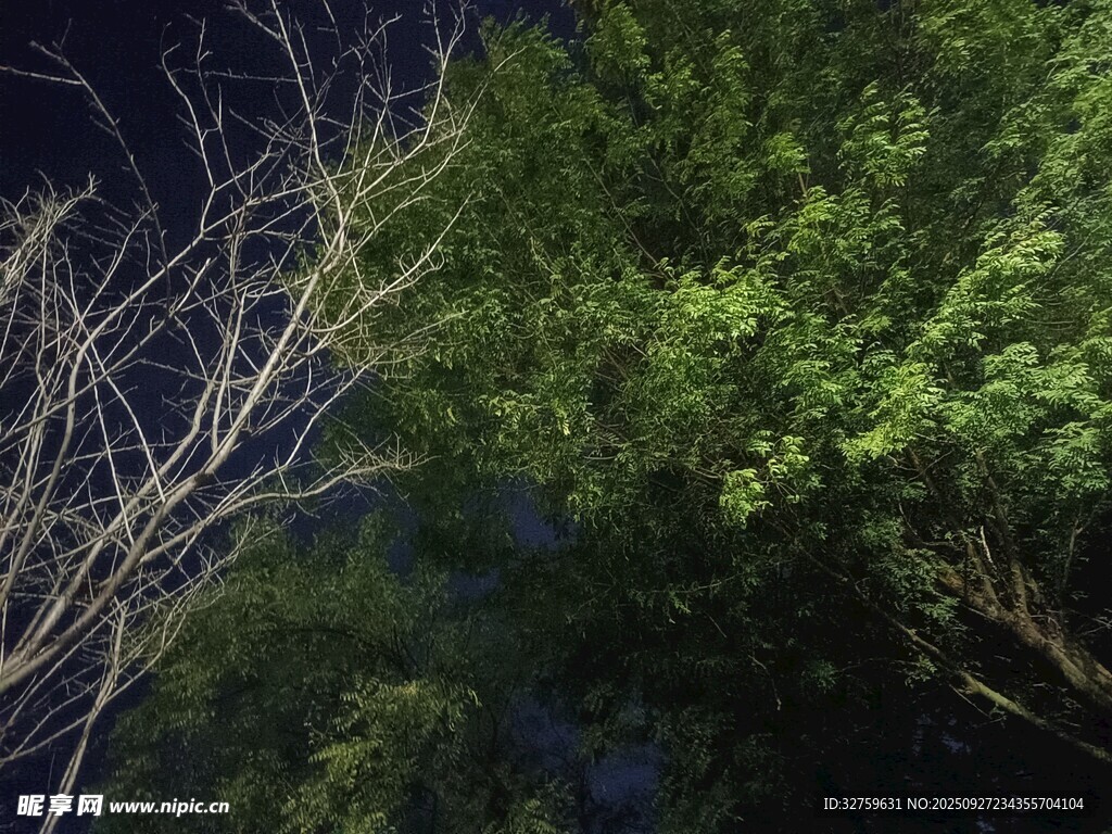 仰望夜空下的葱郁树木