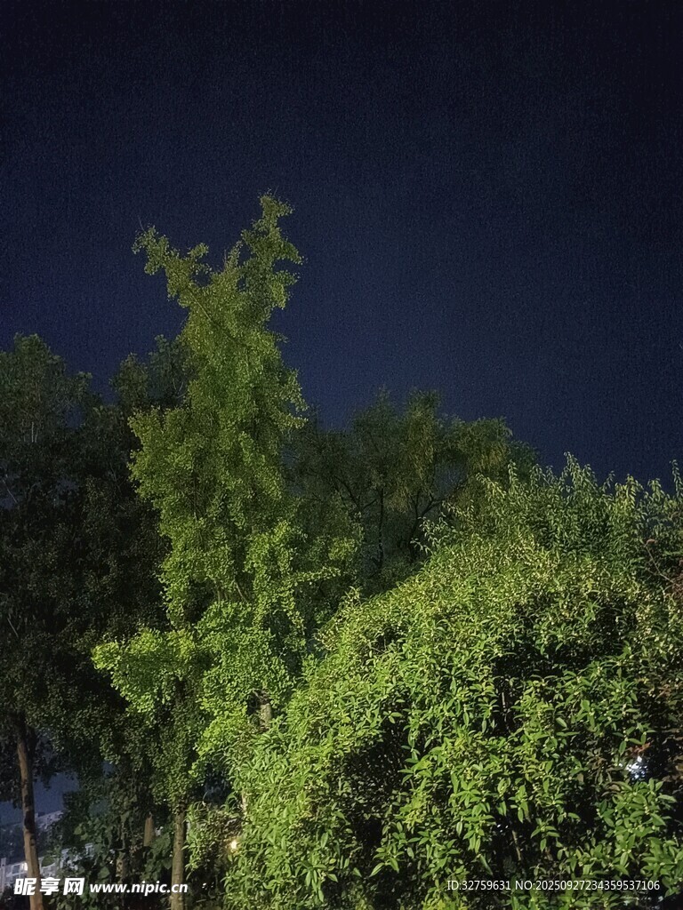 夜晚中的葱郁绿树