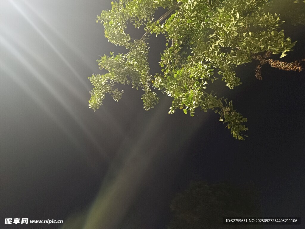 阳光透过树叶洒下的美景