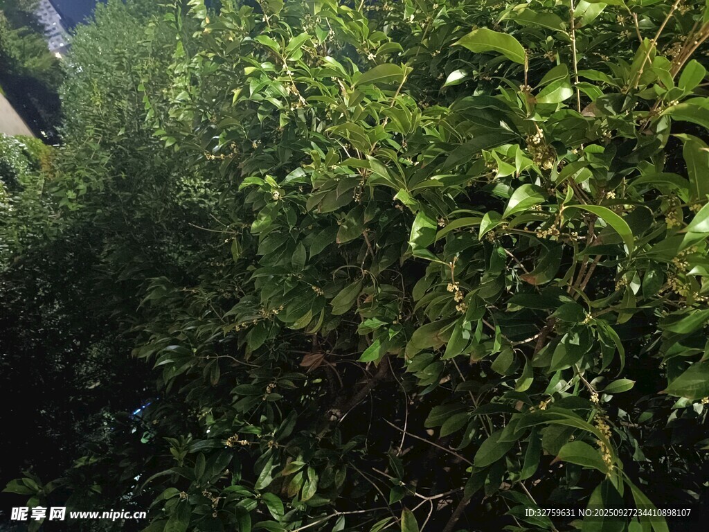 茂密绿植景观