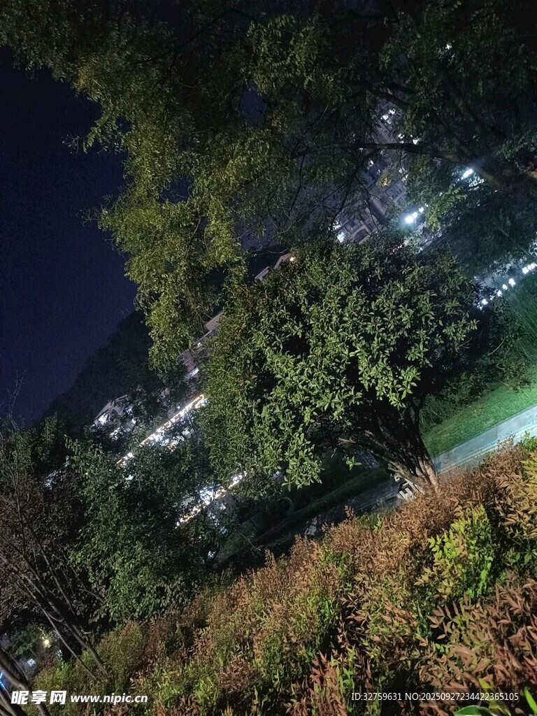 夜晚林间景致