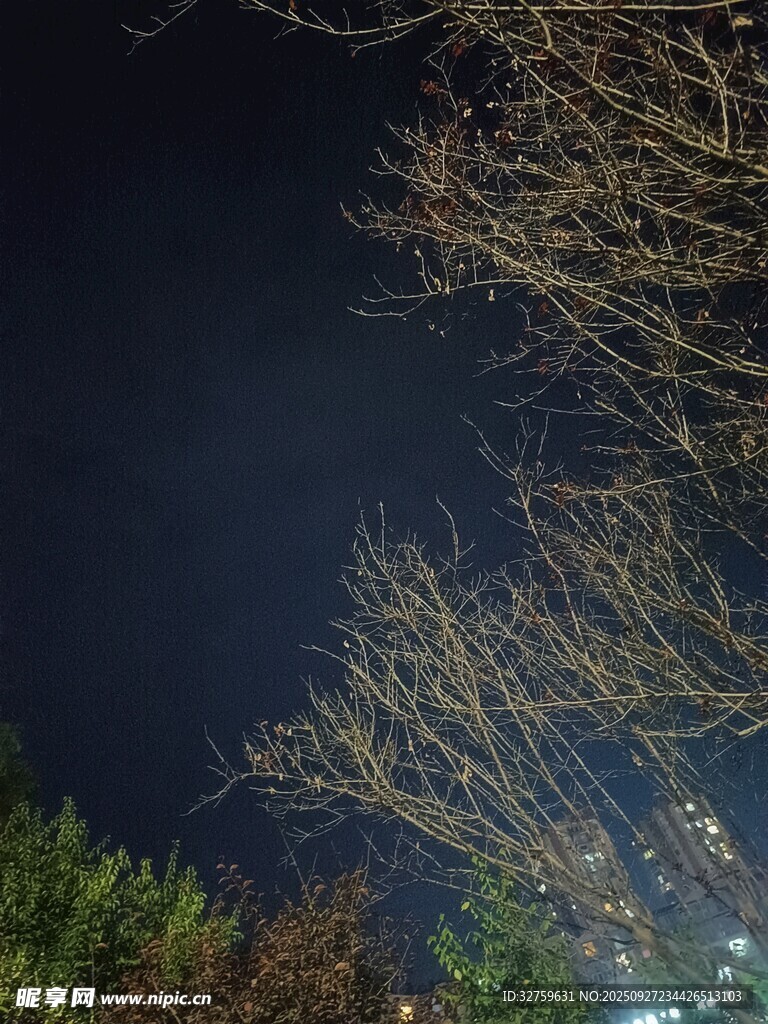 夜空下的光秃树枝