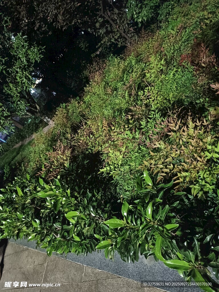 路边繁茂绿植景观