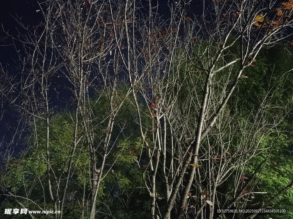 夜色中枯树枝与绿叶