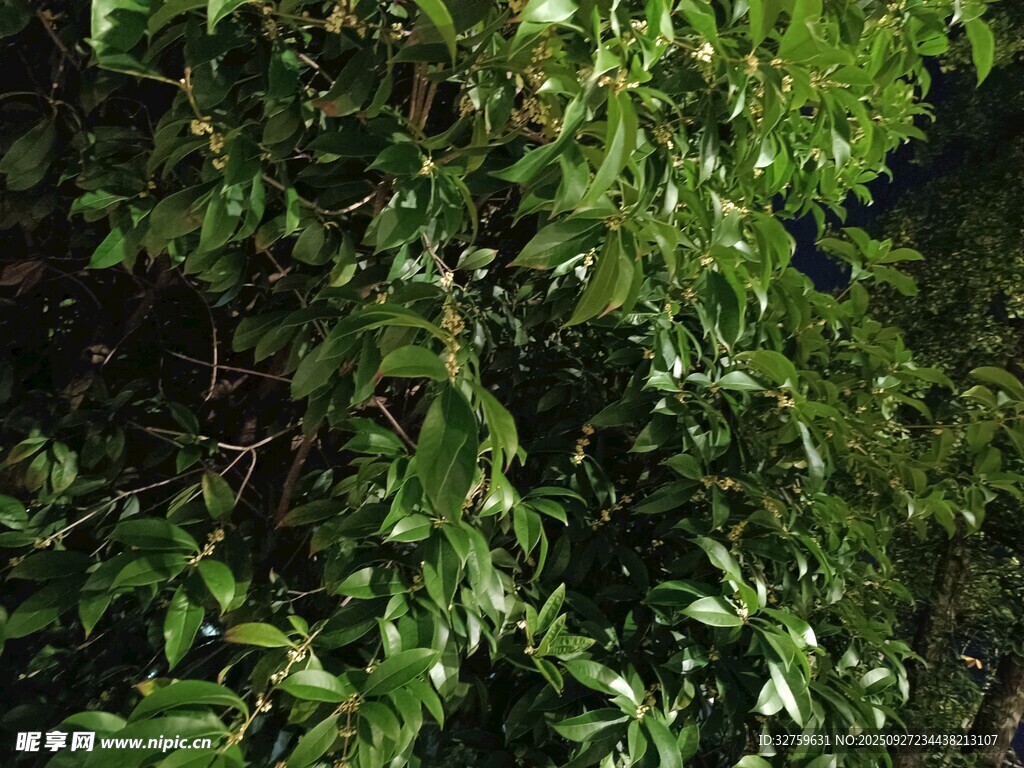 繁茂绿叶