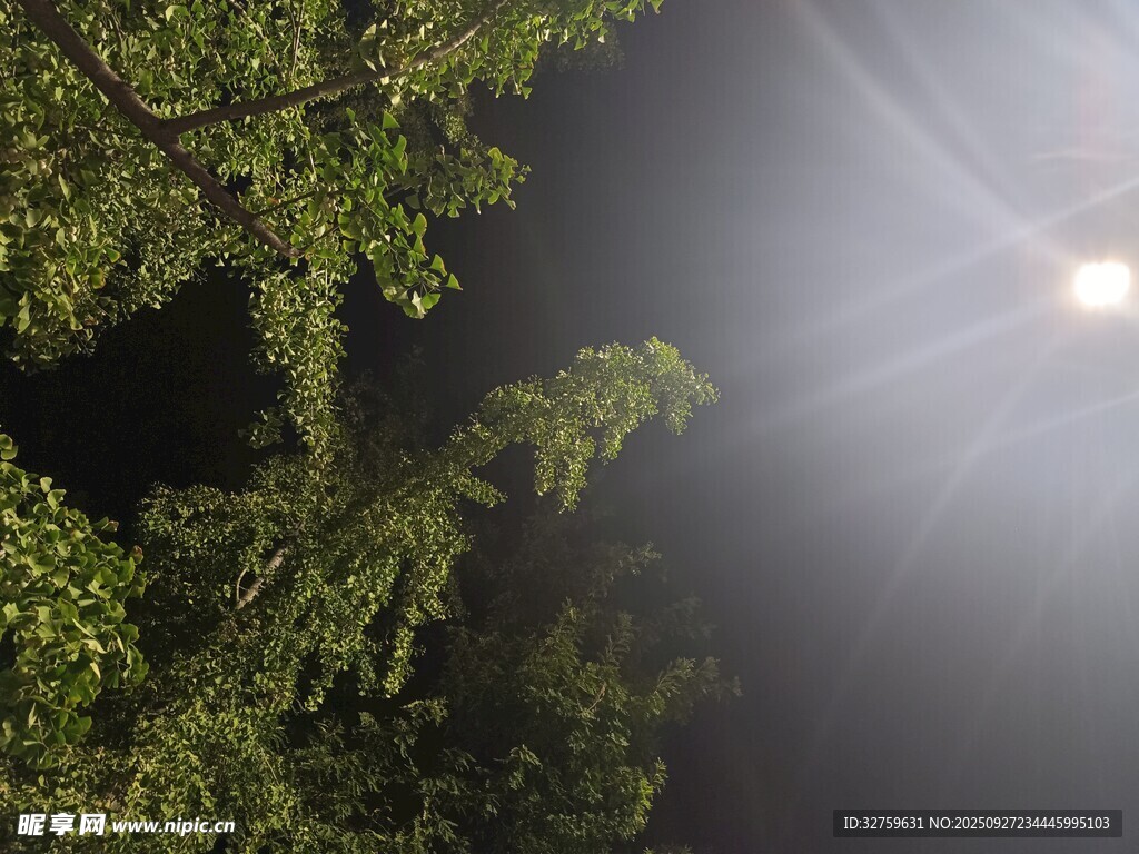 夜中树枝与明亮灯光