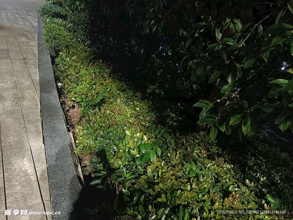 路边草丛中的小动物