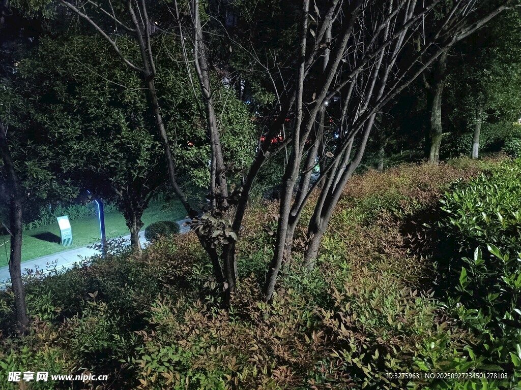夜晚路边繁茂绿植景观