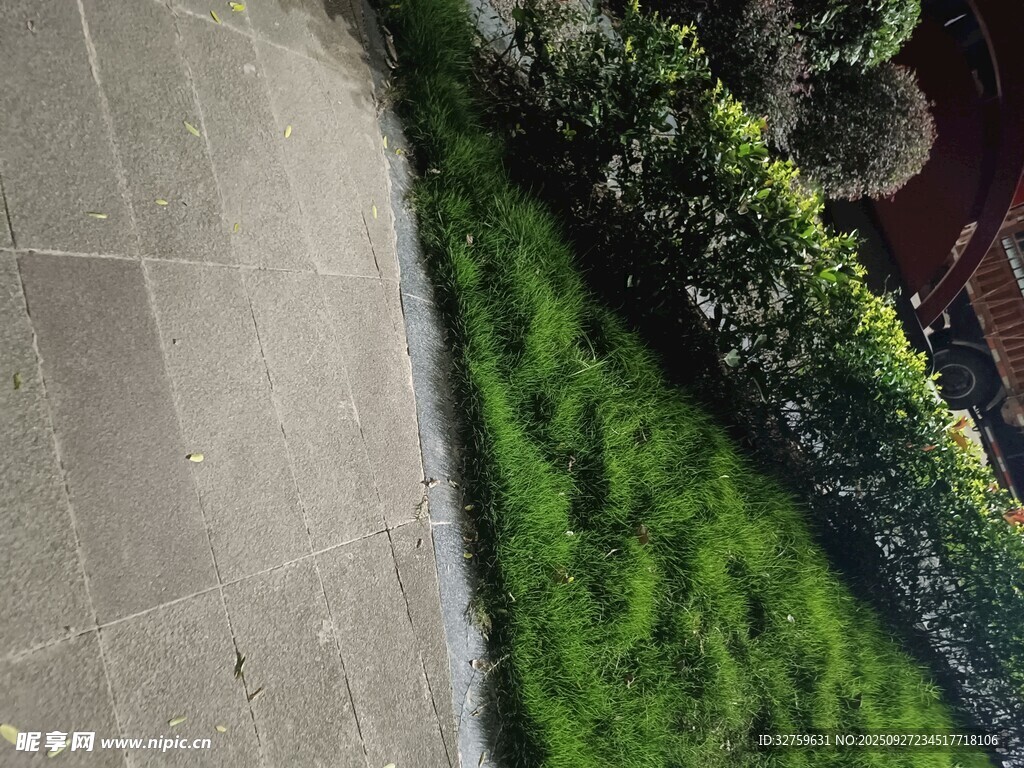 路边翠绿草坪景观