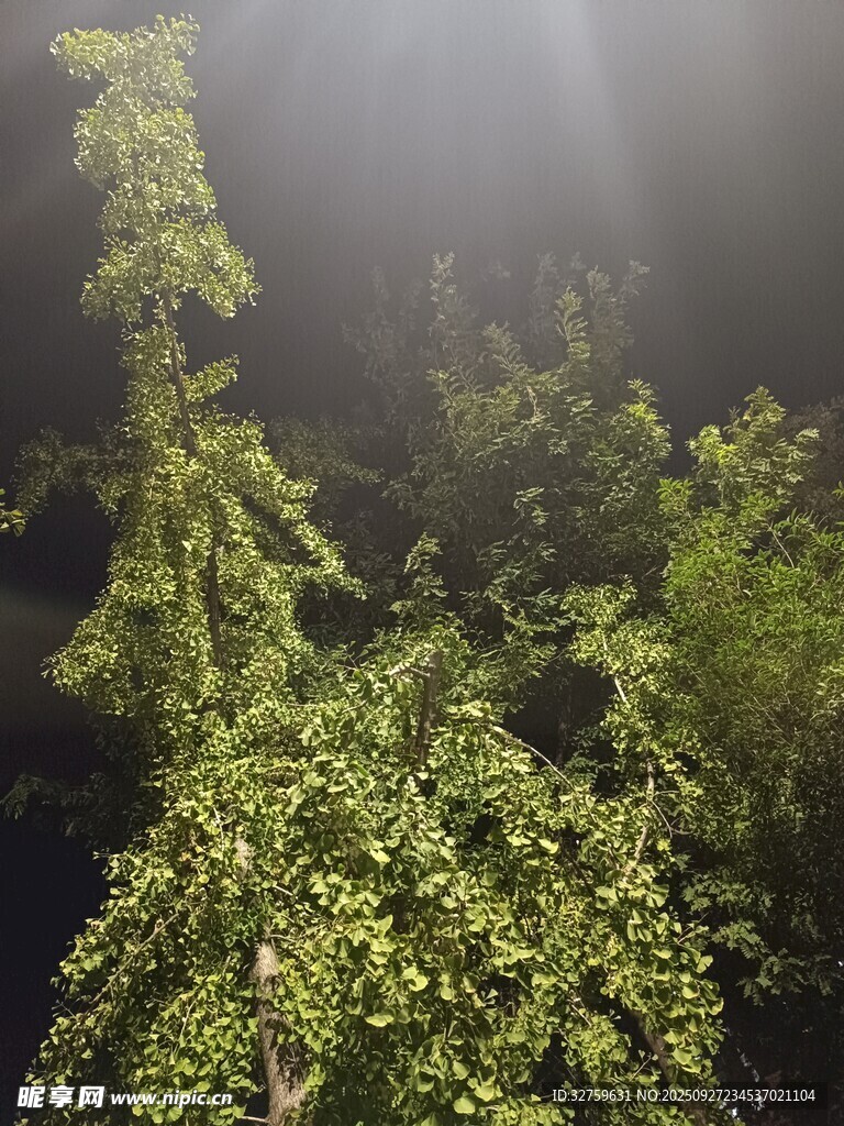 水下绿植 