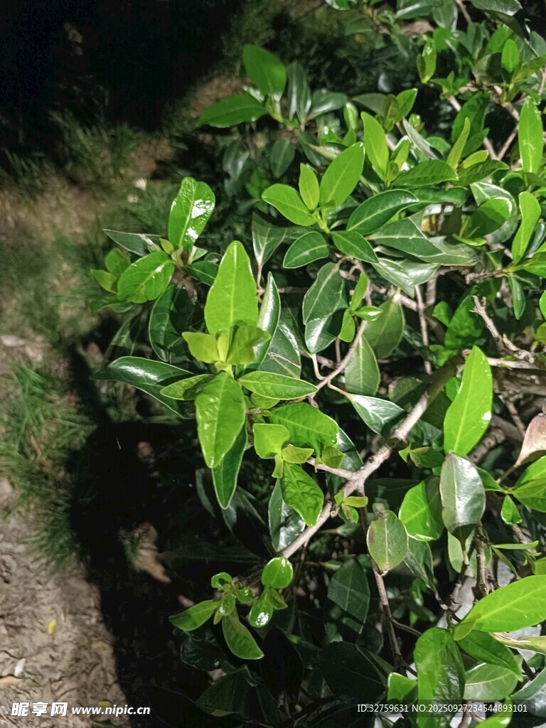 绿叶植物特写