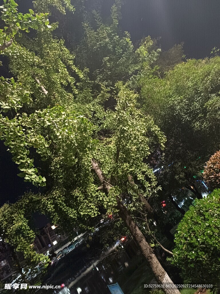 茂密丛林中的繁茂绿植