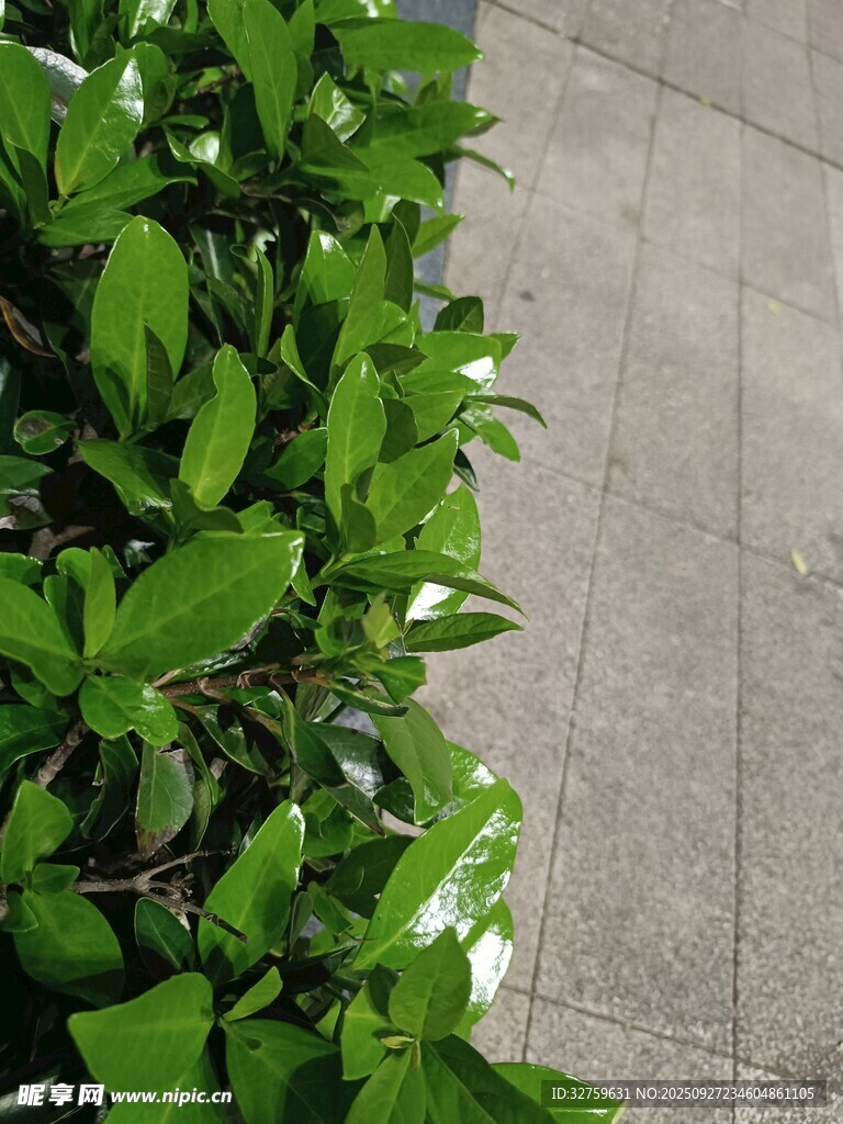 路边翠绿植物与石板路