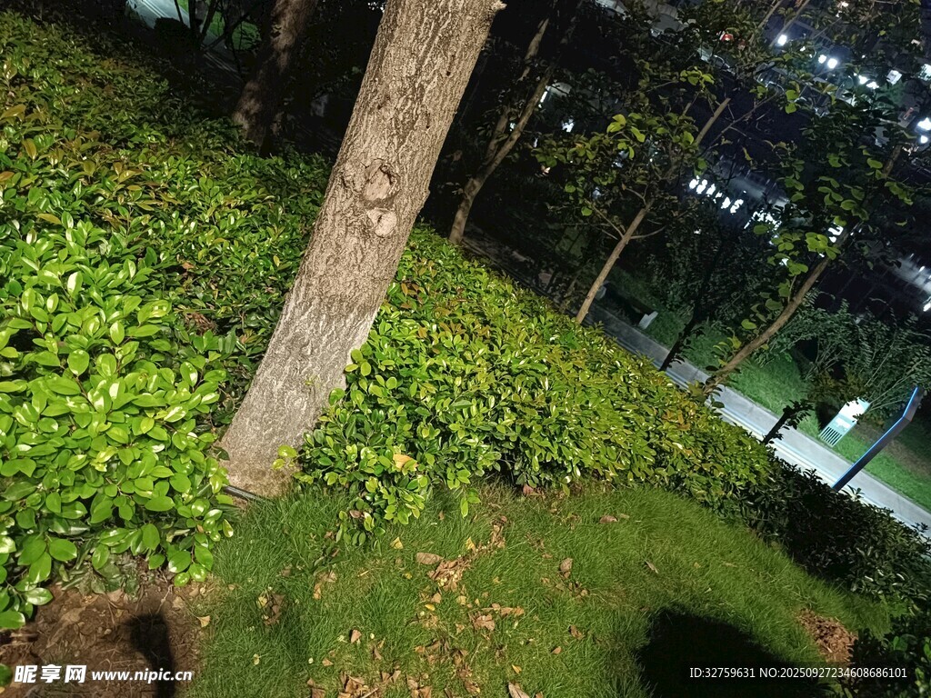 夜间绿植景观