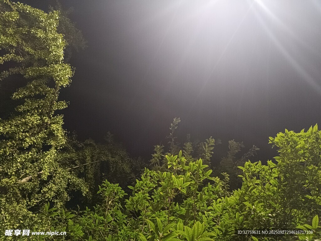 森林中阳光穿透绿植景象
