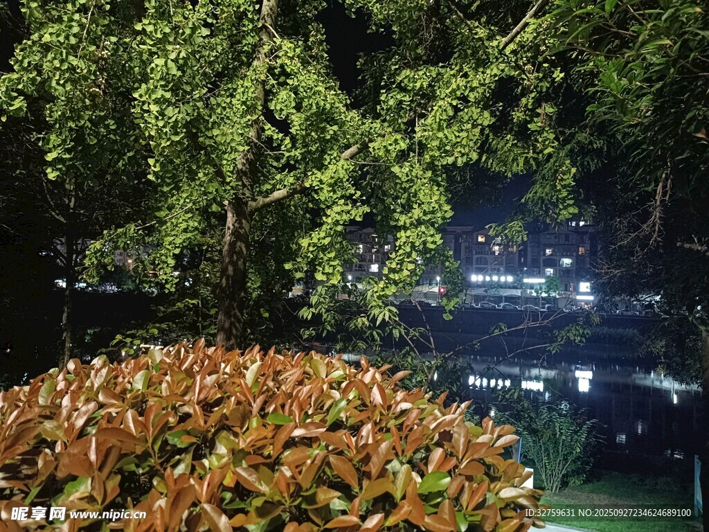 夜晚绿植景观