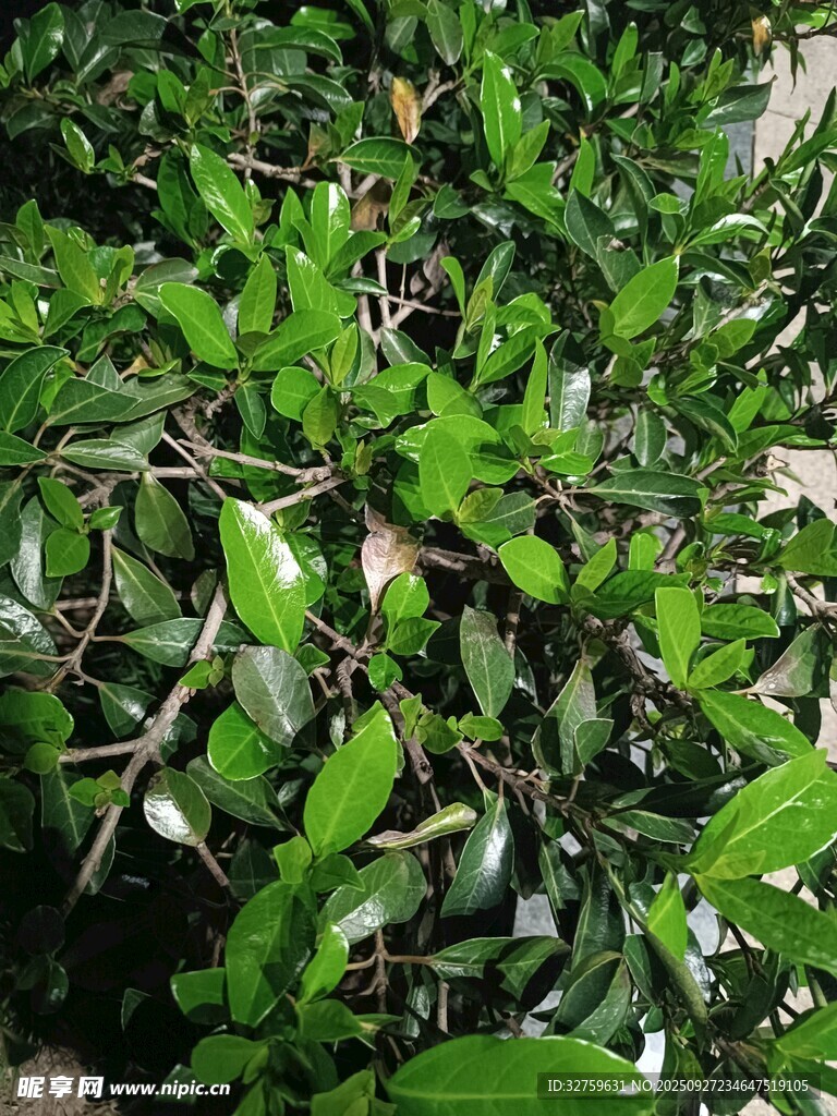 翠绿繁茂的植物枝叶