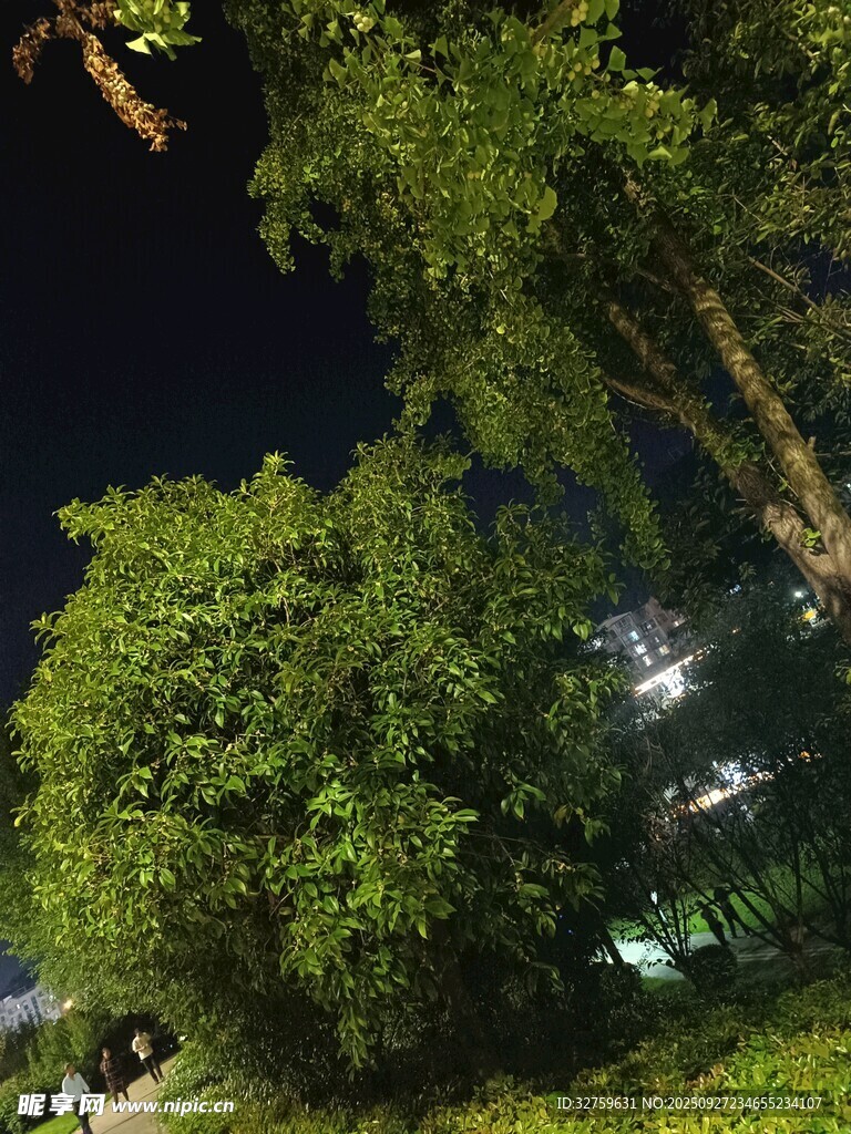 夜晚葱郁树木景观
