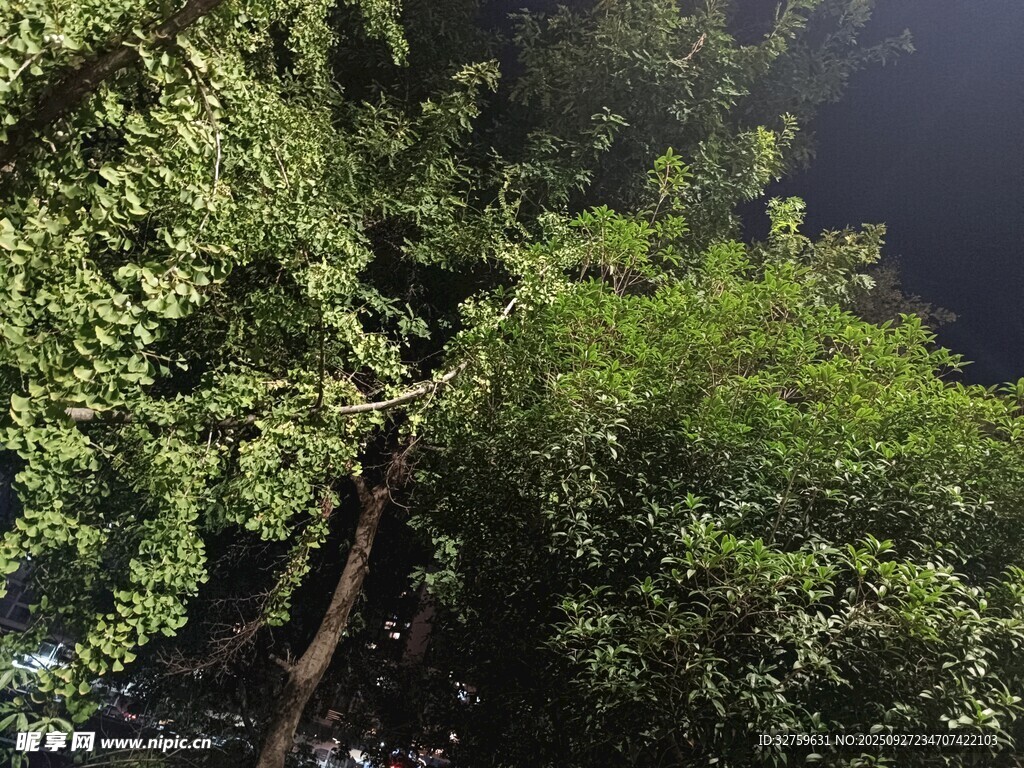 夜晚繁茂的绿树景象
