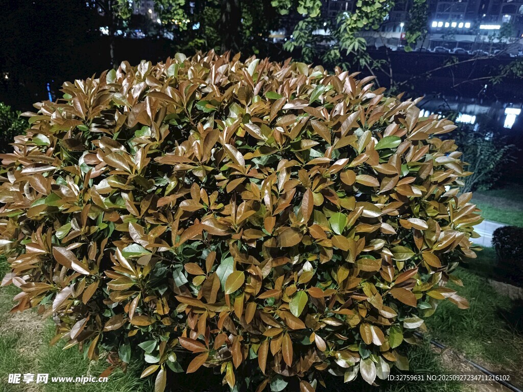夜晚中的茂密绿植