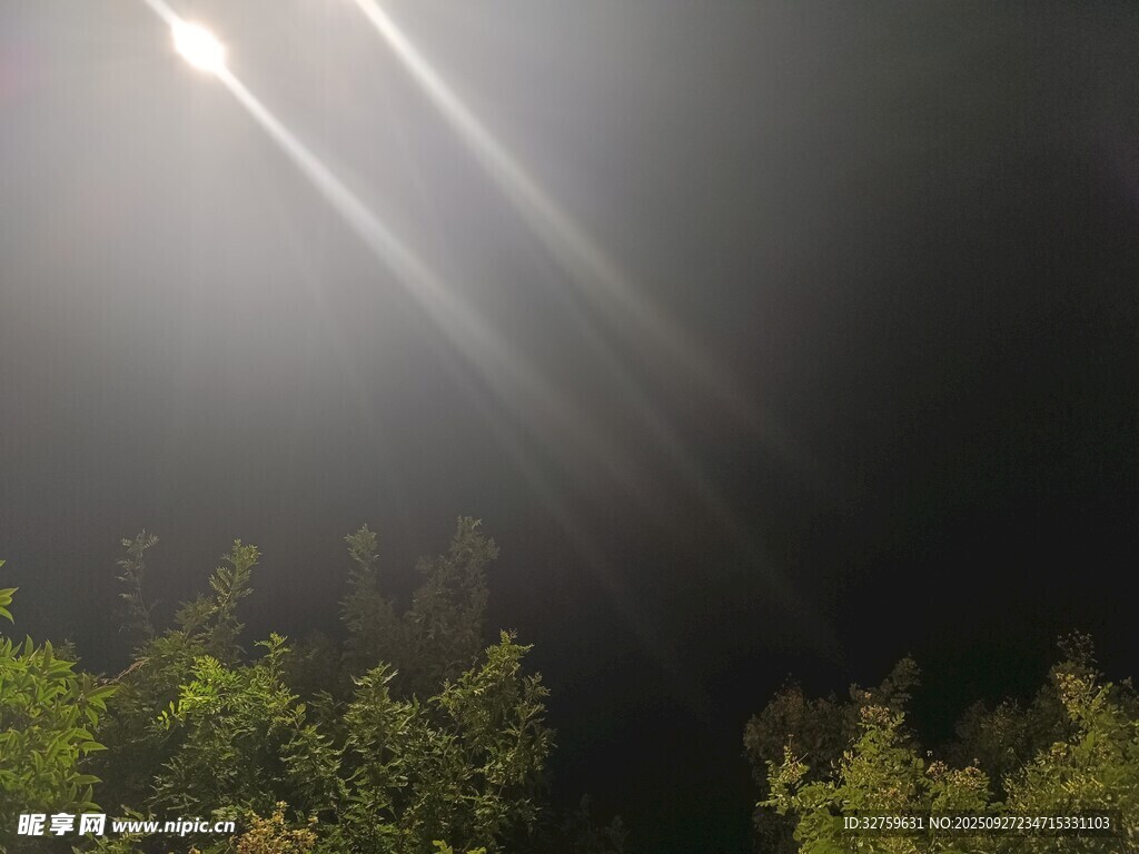 林间光束穿透茂密绿植
