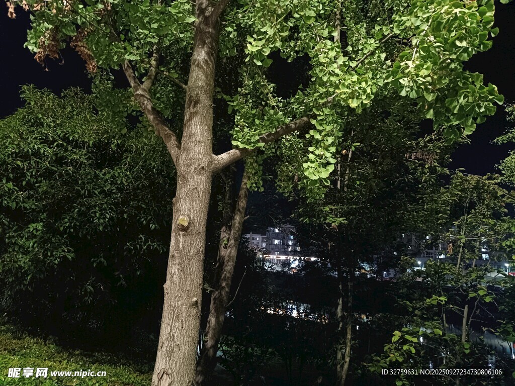 夜晚树下的静谧景象