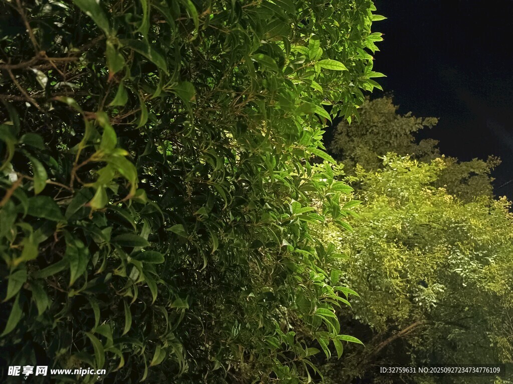 夜晚中的葱郁绿植